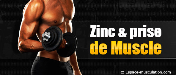 zinc musculation