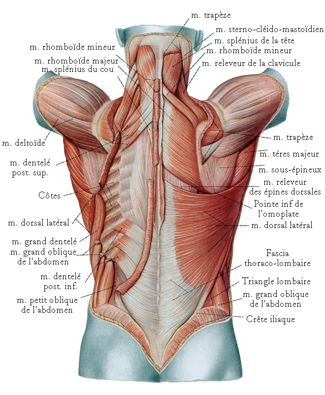 anatomie muscle dos