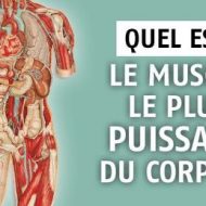 Muscle plus puissant corps humain