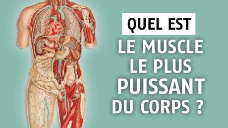 muscle plus puissant corps humain