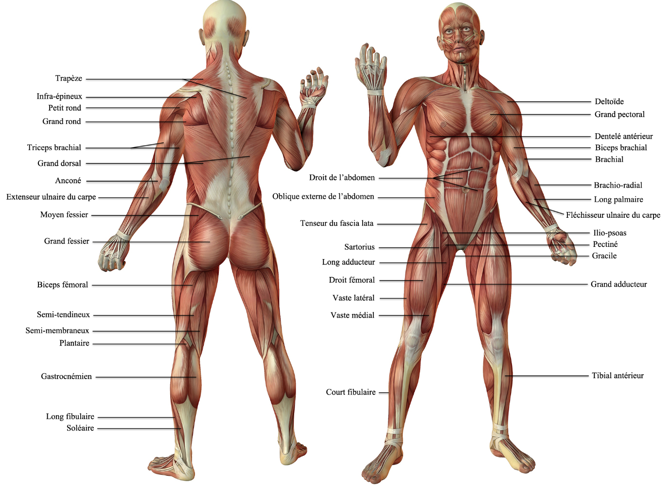 principaux muscles du corps