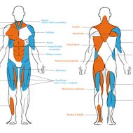 Schéma corps humain muscles