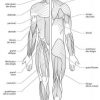 Schéma muscle corps humain