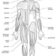 Schéma muscle corps humain