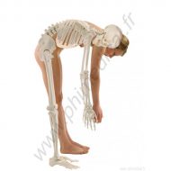 Vente squelette humain en belgique